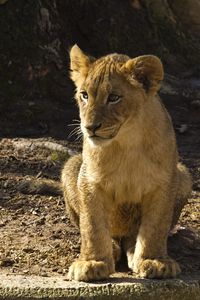 Preview wallpaper lion cub, lion, animal, predator, wildlife