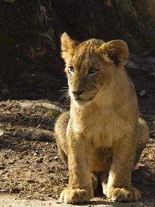 Preview wallpaper lion cub, lion, animal, predator, wildlife