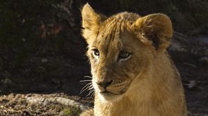 Preview wallpaper lion cub, lion, animal, predator, wildlife