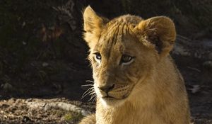 Preview wallpaper lion cub, lion, animal, predator, wildlife