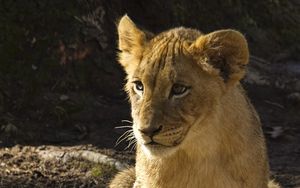 Preview wallpaper lion cub, lion, animal, predator, wildlife