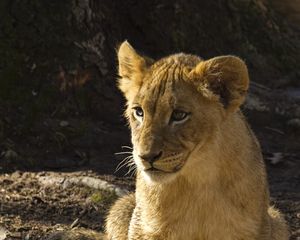 Preview wallpaper lion cub, lion, animal, predator, wildlife