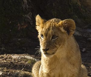 Preview wallpaper lion cub, lion, animal, predator, wildlife