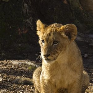 Preview wallpaper lion cub, lion, animal, predator, wildlife