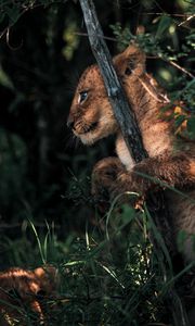 Preview wallpaper lion cub, lion, animal, cute