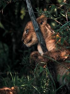 Preview wallpaper lion cub, lion, animal, cute