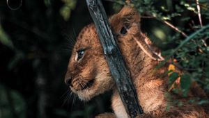 Preview wallpaper lion cub, lion, animal, cute