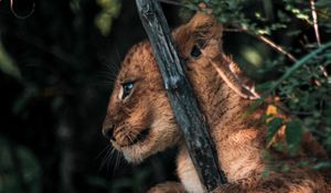 Preview wallpaper lion cub, lion, animal, cute