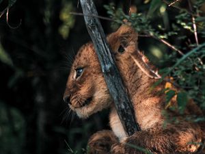 Preview wallpaper lion cub, lion, animal, cute