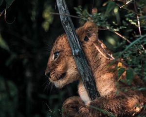 Preview wallpaper lion cub, lion, animal, cute