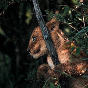 Preview wallpaper lion cub, lion, animal, cute