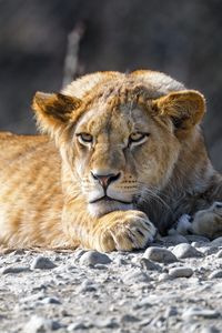 Preview wallpaper lion cub, lion, animal, big cat, wild