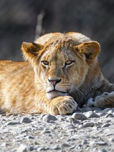 Preview wallpaper lion cub, lion, animal, big cat, wild