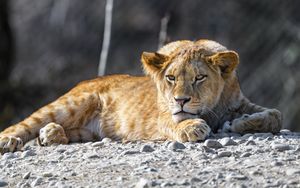 Preview wallpaper lion cub, lion, animal, big cat, wild