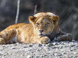 Preview wallpaper lion cub, lion, animal, big cat, wild