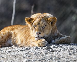 Preview wallpaper lion cub, lion, animal, big cat, wild