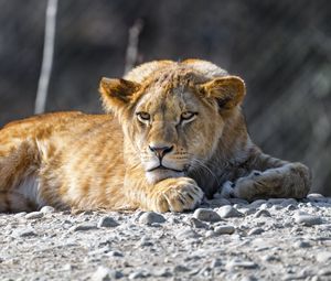 Preview wallpaper lion cub, lion, animal, big cat, wild