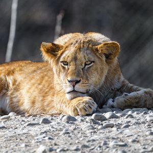 Preview wallpaper lion cub, lion, animal, big cat, wild