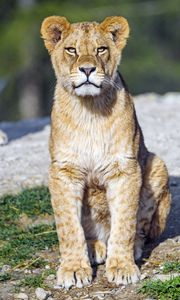 Preview wallpaper lion cub, lion, animal, big cat