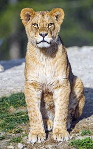 Preview wallpaper lion cub, lion, animal, big cat