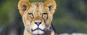 Preview wallpaper lion cub, lion, animal, big cat