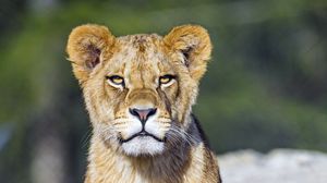 Preview wallpaper lion cub, lion, animal, big cat