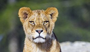 Preview wallpaper lion cub, lion, animal, big cat