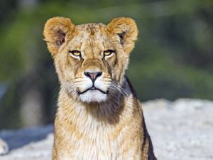 Preview wallpaper lion cub, lion, animal, big cat