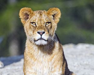 Preview wallpaper lion cub, lion, animal, big cat