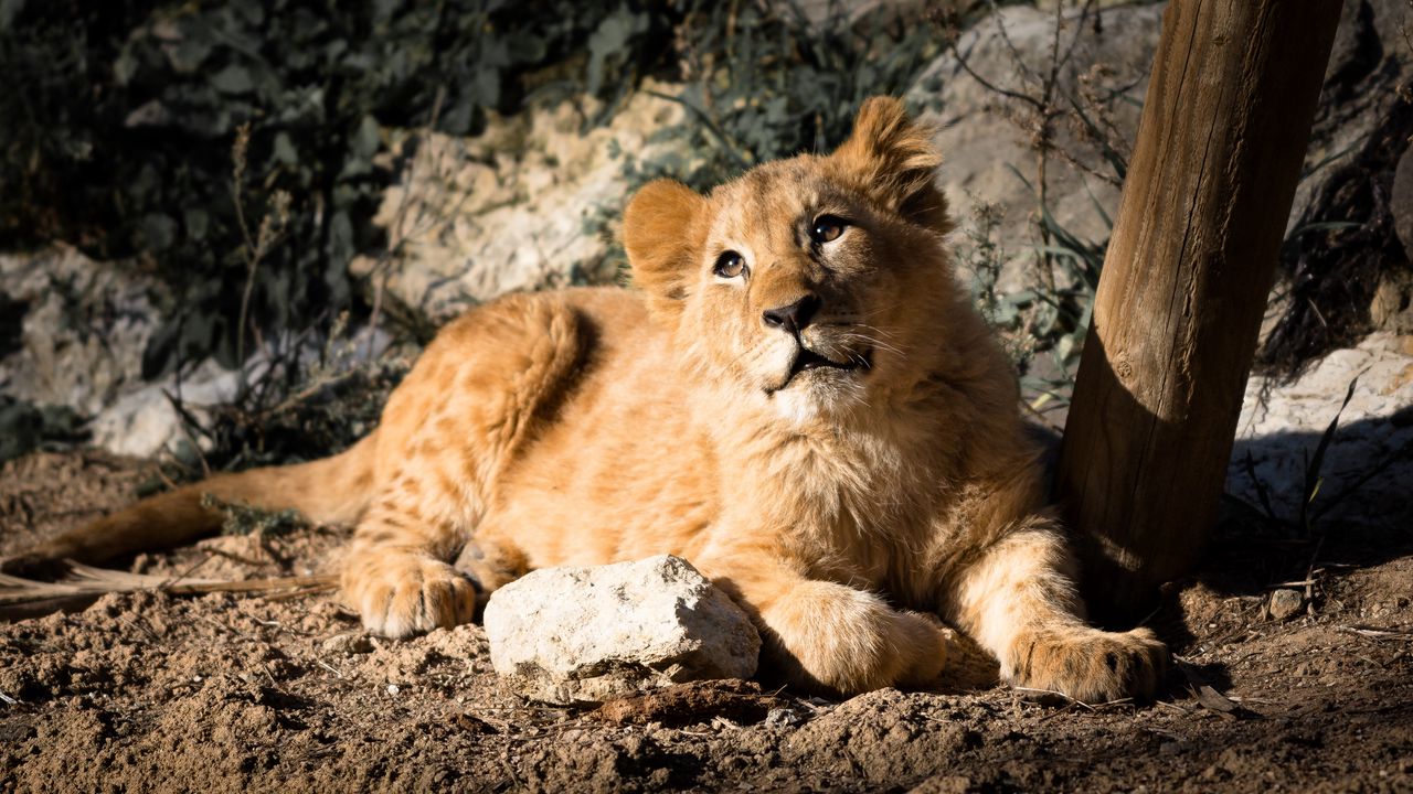 Wallpaper lion cub, lion, animal, glance, big cat