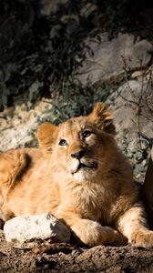 Preview wallpaper lion cub, lion, animal, glance, big cat