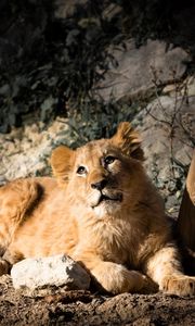 Preview wallpaper lion cub, lion, animal, glance, big cat