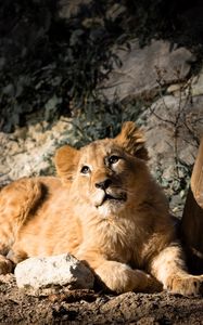 Preview wallpaper lion cub, lion, animal, glance, big cat