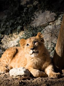 Preview wallpaper lion cub, lion, animal, glance, big cat