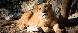 Preview wallpaper lion cub, lion, animal, glance, big cat