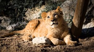 Preview wallpaper lion cub, lion, animal, glance, big cat