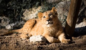 Preview wallpaper lion cub, lion, animal, glance, big cat