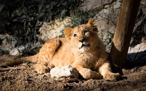 Preview wallpaper lion cub, lion, animal, glance, big cat