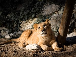 Preview wallpaper lion cub, lion, animal, glance, big cat