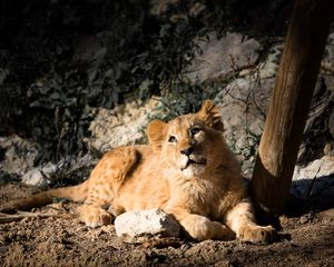 Preview wallpaper lion cub, lion, animal, glance, big cat