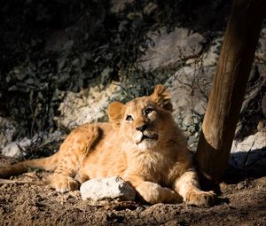 Preview wallpaper lion cub, lion, animal, glance, big cat