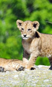 Preview wallpaper lion cub, lion, cub, cute, wildlife