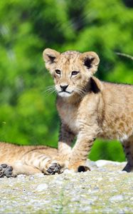 Preview wallpaper lion cub, lion, cub, cute, wildlife