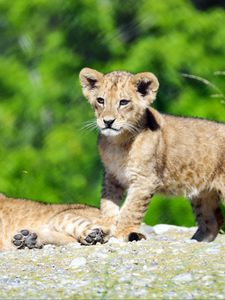 Preview wallpaper lion cub, lion, cub, cute, wildlife