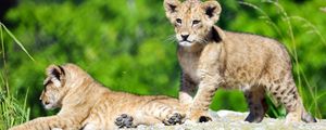 Preview wallpaper lion cub, lion, cub, cute, wildlife