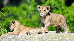 Preview wallpaper lion cub, lion, cub, cute, wildlife