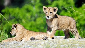 Preview wallpaper lion cub, lion, cub, cute, wildlife