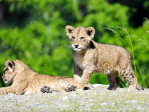 Preview wallpaper lion cub, lion, cub, cute, wildlife