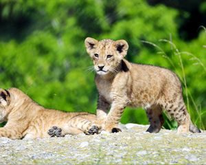 Preview wallpaper lion cub, lion, cub, cute, wildlife