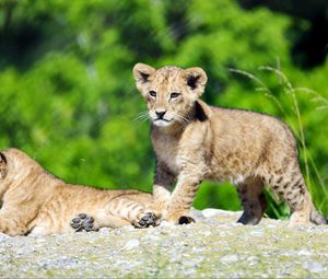 Preview wallpaper lion cub, lion, cub, cute, wildlife